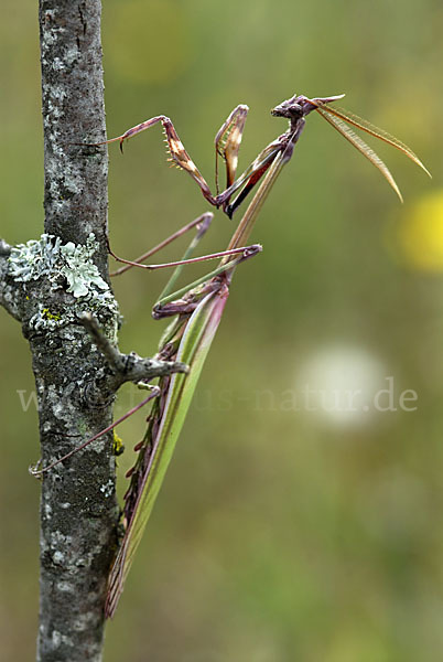 Gottesanbeterin spec. (Empusa pennata)