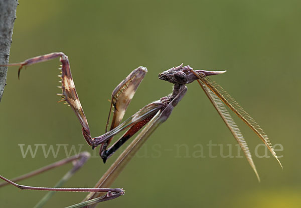 Gottesanbeterin spec. (Empusa pennata)