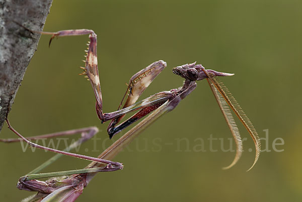 Gottesanbeterin spec. (Empusa pennata)