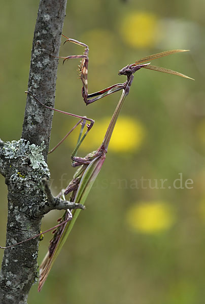 Gottesanbeterin spec. (Empusa pennata)