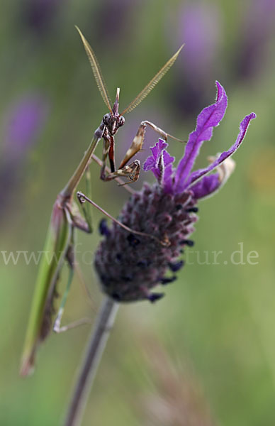 Gottesanbeterin spec. (Empusa pennata)