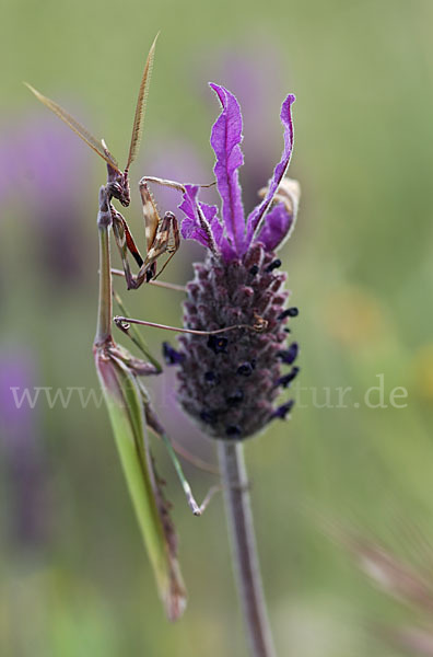 Gottesanbeterin spec. (Empusa pennata)