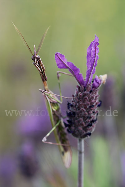 Gottesanbeterin spec. (Empusa pennata)