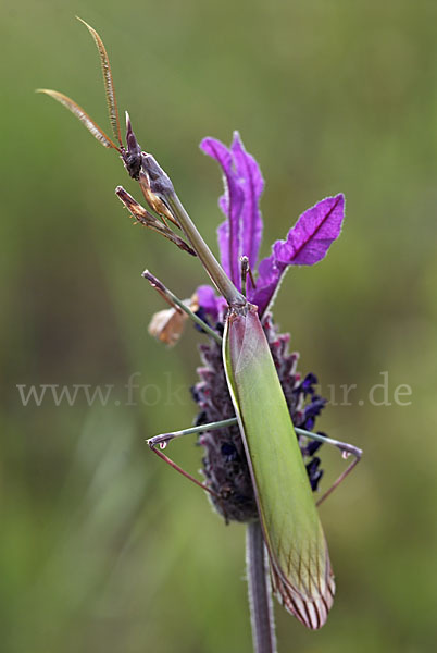 Gottesanbeterin spec. (Empusa pennata)