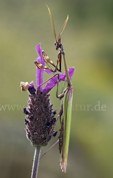 Gottesanbeterin spec. (Empusa pennata)