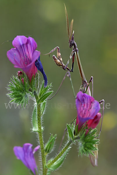 Gottesanbeterin spec. (Empusa pennata)