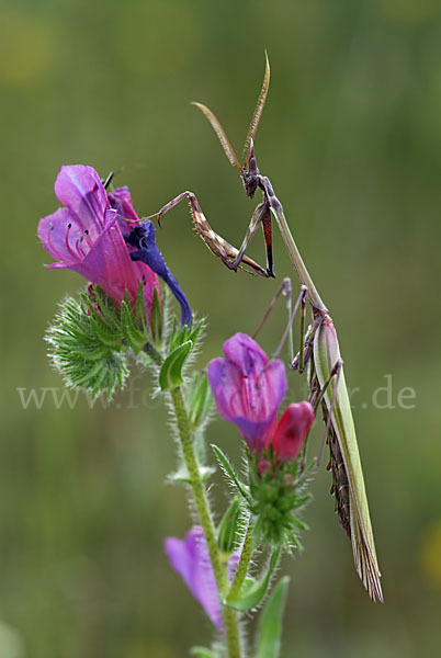 Gottesanbeterin spec. (Empusa pennata)