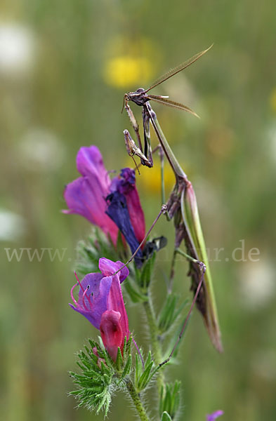 Gottesanbeterin spec. (Empusa pennata)