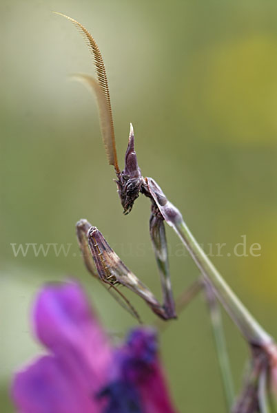 Gottesanbeterin spec. (Empusa pennata)