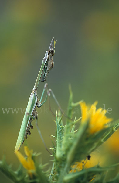 Gottesanbeterin spec.1 (Empusa fasciata)