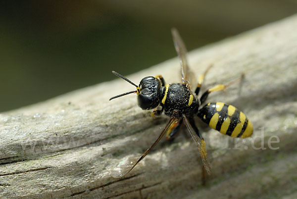 Grabwespe spec.1 (Crossocerus vagabundus)