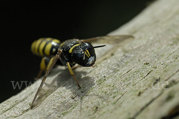 Grabwespe spec.1 (Crossocerus vagabundus)