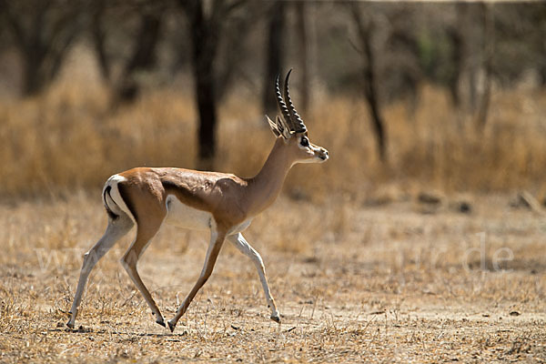 Grant-Gazelle (Nanger spec.)