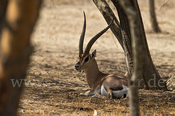 Grant-Gazelle (Nanger spec.)