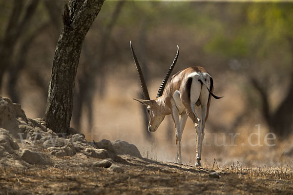 Grant-Gazelle (Nanger spec.)