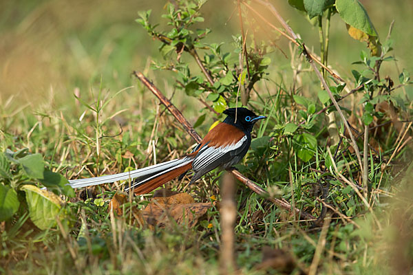 Graubrust-Paradiesschnäpper (Terpsiphone viridis)