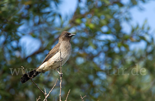 Graubülbül (Pycnonotus barbatus spurius)