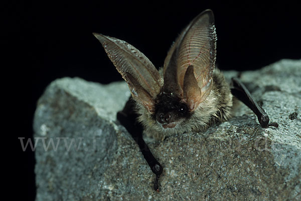 Graues Langohr (Plecotus austriacus)