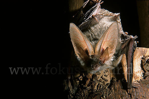 Graues Langohr (Plecotus austriacus)