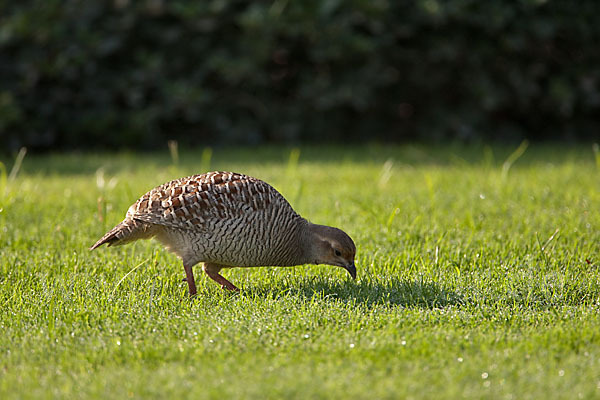 Graufrankolin (Francolinus pondicerianus)