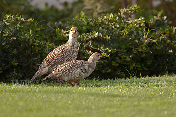 Graufrankolin (Francolinus pondicerianus)