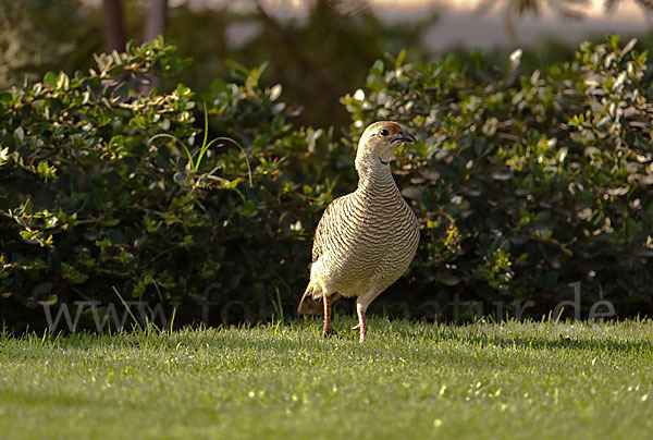 Graufrankolin (Francolinus pondicerianus)