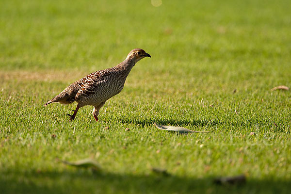 Graufrankolin (Francolinus pondicerianus)