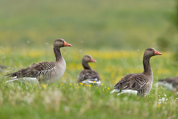 Graugans (Anser anser)