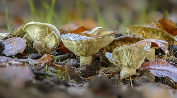 Graugrüner Milchling (Lactarius blennius)