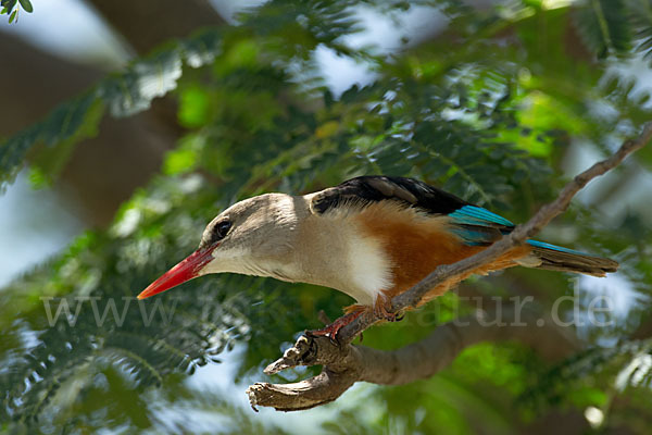 Graukopfliest (Halcyon leucocephala)