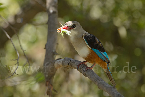 Graukopfliest (Halcyon leucocephala)