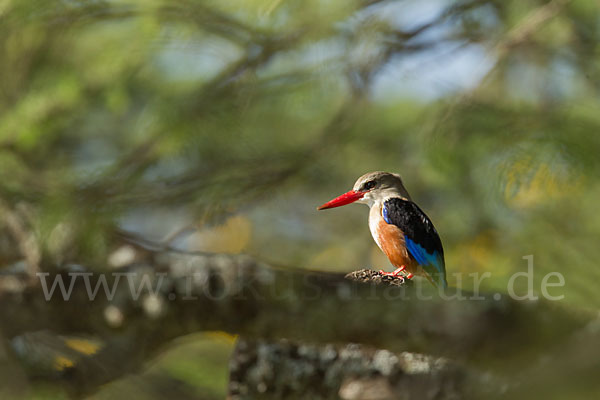 Graukopfliest (Halcyon leucocephala)