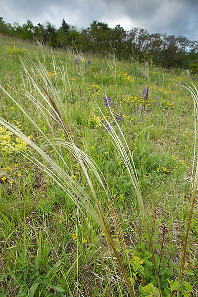 Grauscheidiges Federgras (Stipa pennata)