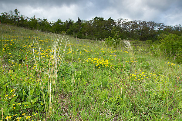 Grauscheidiges Federgras (Stipa pennata)