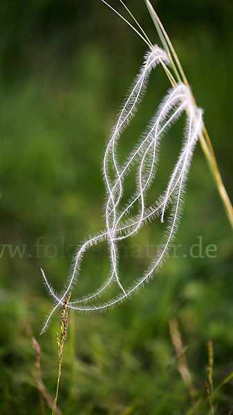 Grauscheidiges Federgras (Stipa pennata)