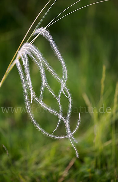 Grauscheidiges Federgras (Stipa pennata)