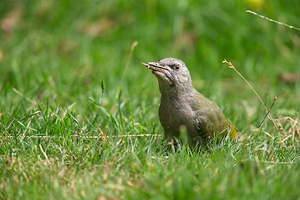 Grauspecht (Picus canus)