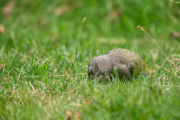 Grauspecht (Picus canus)