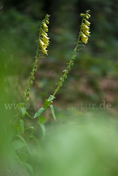 Großblütiger Fingerhut (Digitalis grandiflora)