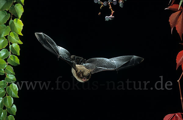 Große Bartfledermaus (Myotis brandti)