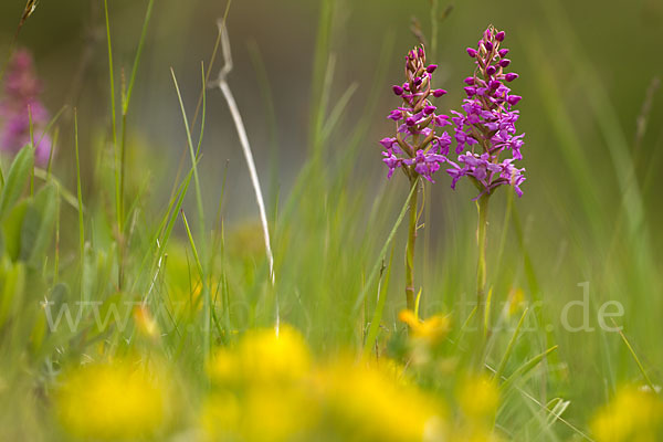 Große Händelwurz (Gymnadenia conopsea)