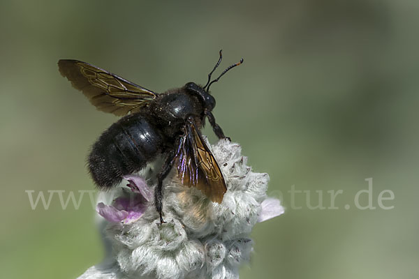 Große Holzbiene (Xylocopa violacea)