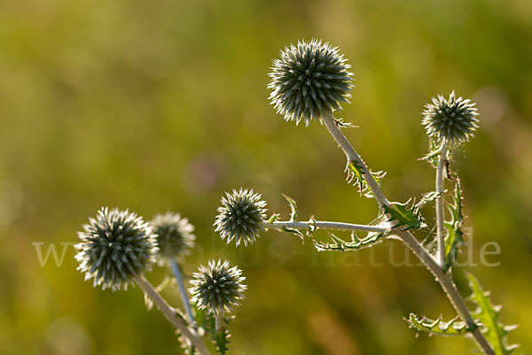 Große Kugeldistel (Echinops sphaerocephalus)