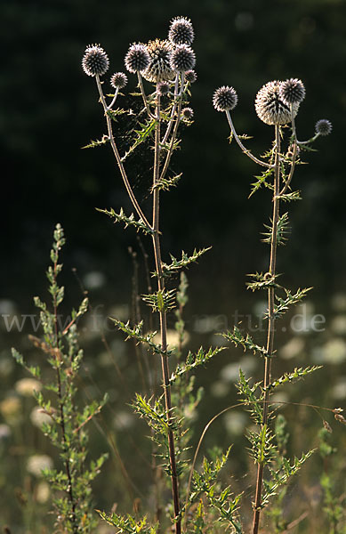 Große Kugeldistel (Echinops sphaerocephalus)