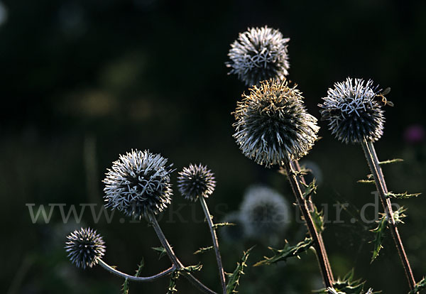 Große Kugeldistel (Echinops sphaerocephalus)