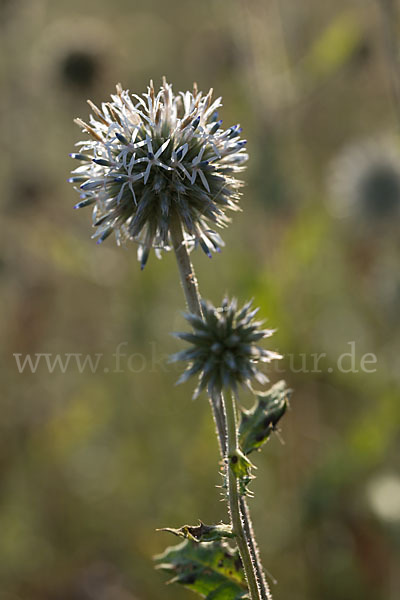 Große Kugeldistel (Echinops sphaerocephalus)