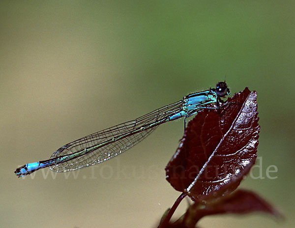 Große Pechlibelle (Ischnura elegans)