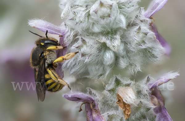 Große Wollbiene (Anthidium manicatum)