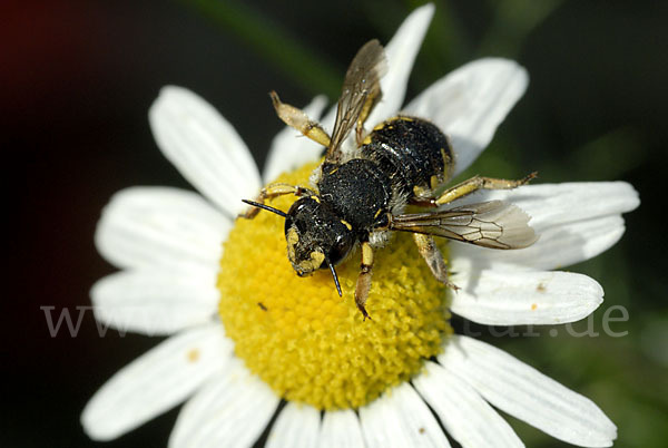 Große Wollbiene (Anthidium manicatum)