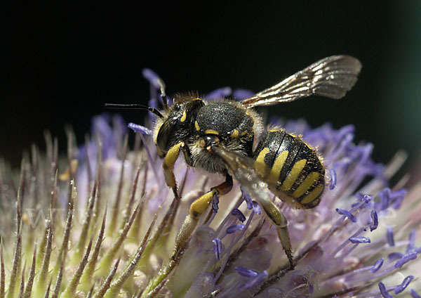 Große Wollbiene (Anthidium manicatum)